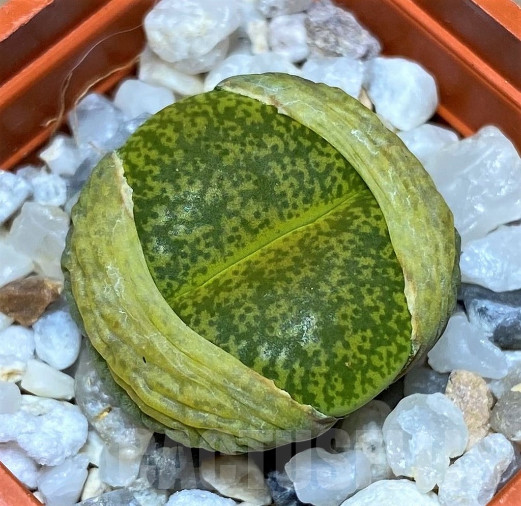 SHPR20623 Lithops lesliei 'Ventergreen'