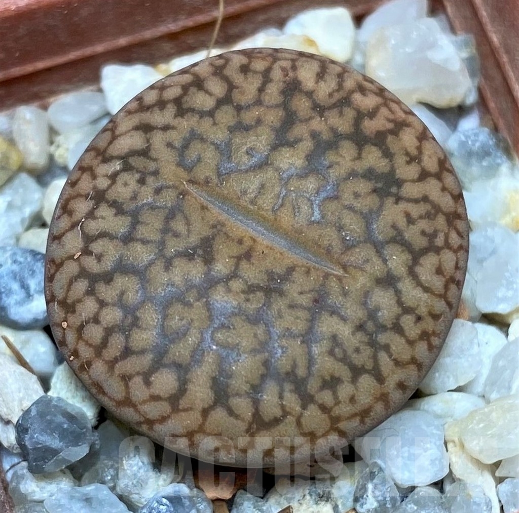 SHPR20624 Lithops aucampiae