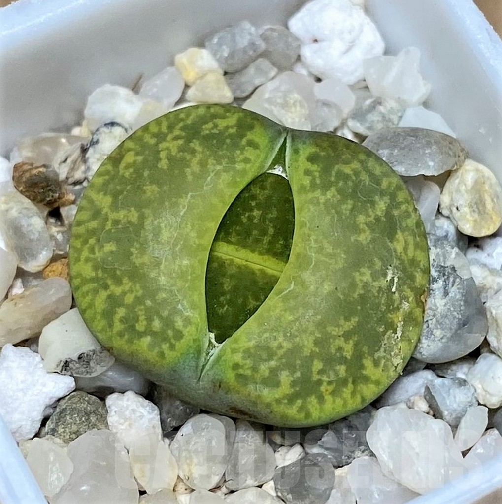 SHPR20625 Lithops lesliei v. albinica