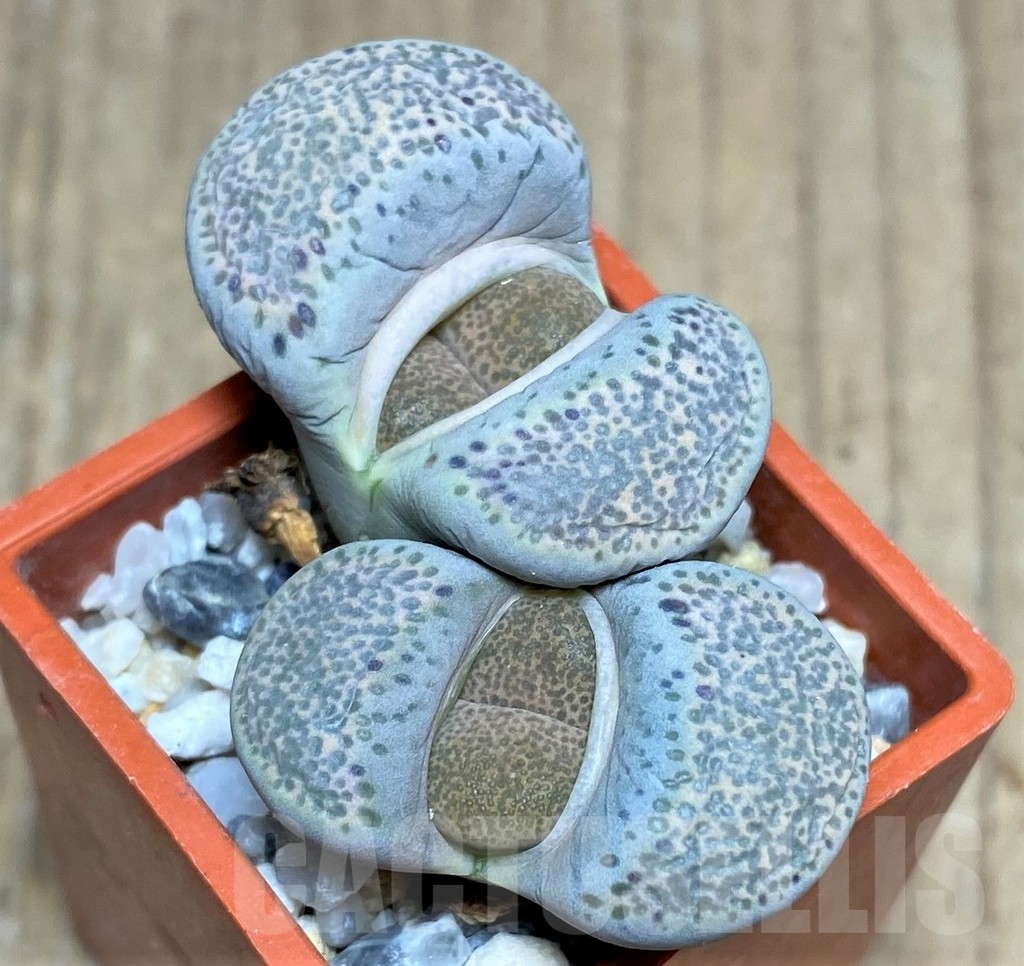 SHPR20626 Lithops terricolor -Willowmore-