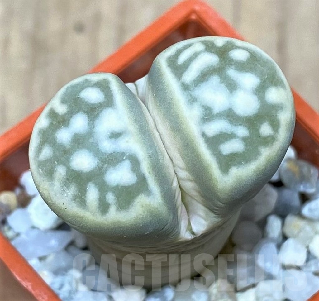 SHPR20627 Lithops karasmontana v. bella