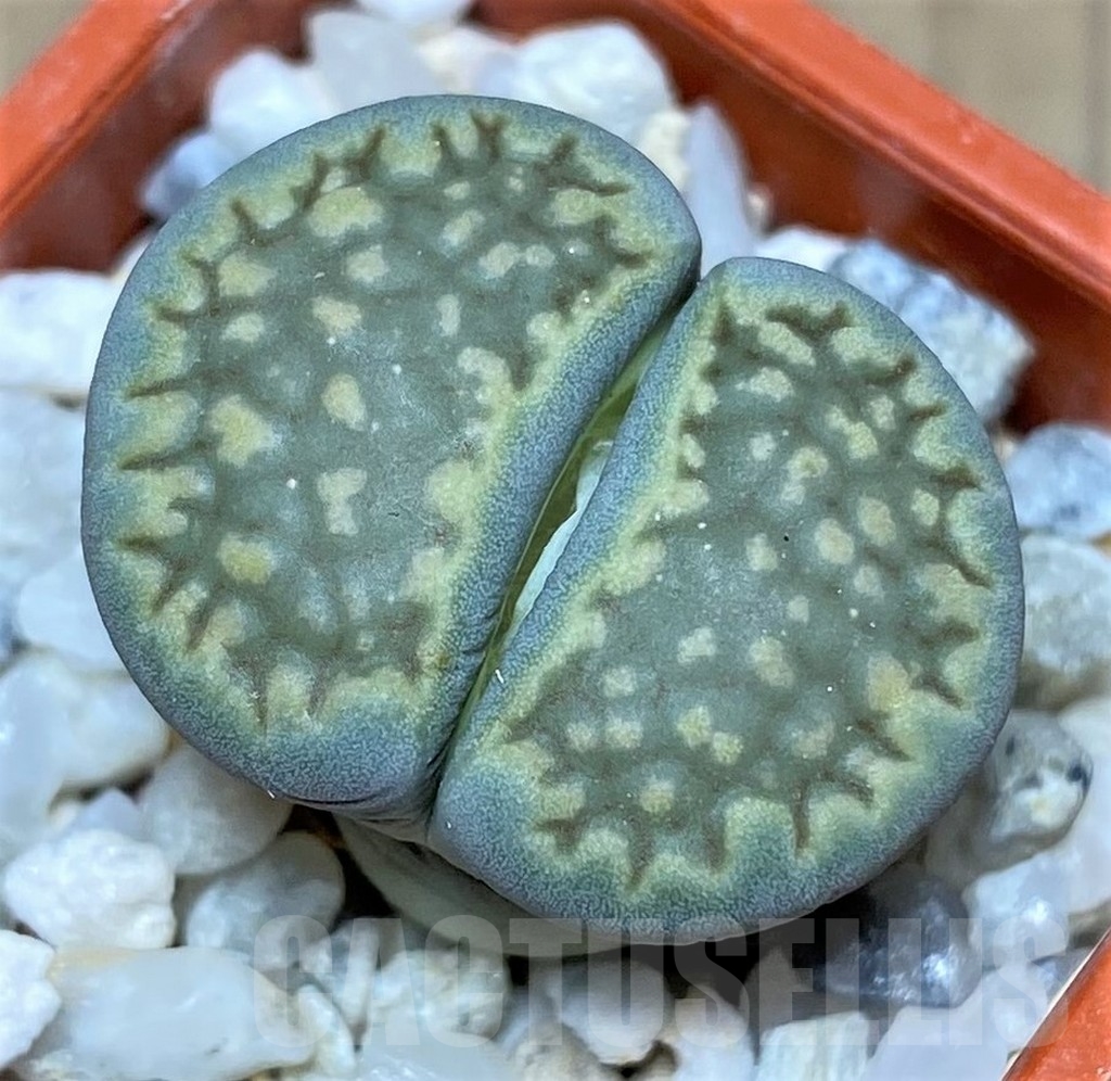SHPR20628 Lithops hallii v. ochracea ‘Green Soapstone’ C 111A
