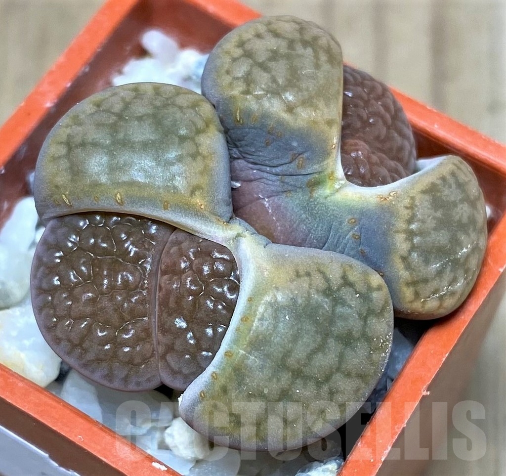 SHPR20630 Lithops hookeri v. subfenestrata SH 1702