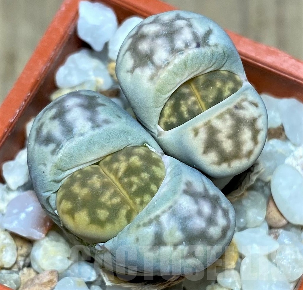 SHPR20631 Lithops karasmontana v. bella C 143