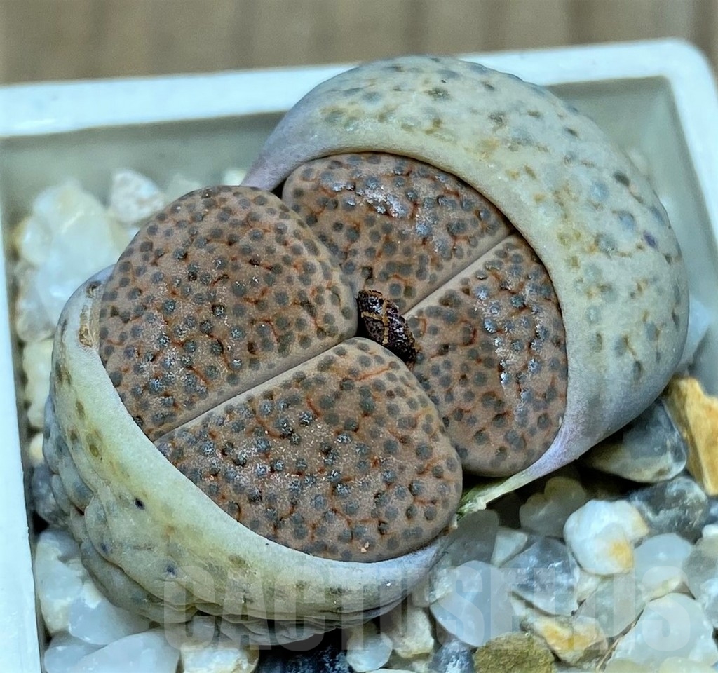 SHPR20632 Lithops fulviceps v. lactinea