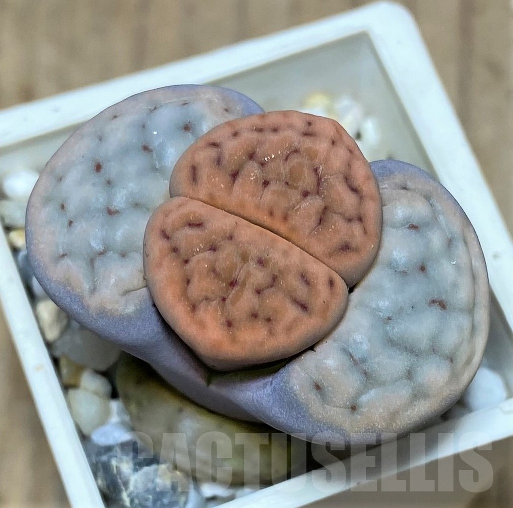 SHPR20633 Lithops schwantesii v. rugosa