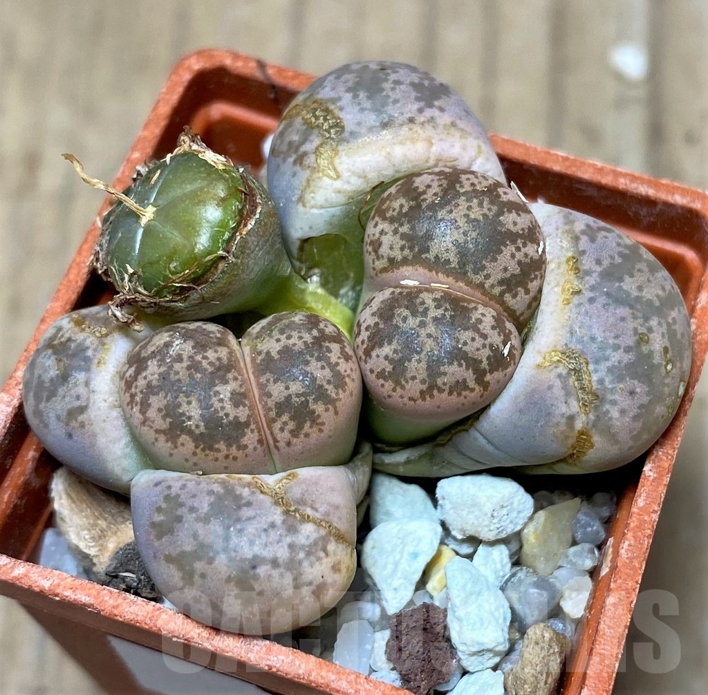 SHPR20634 Lithops coleorum