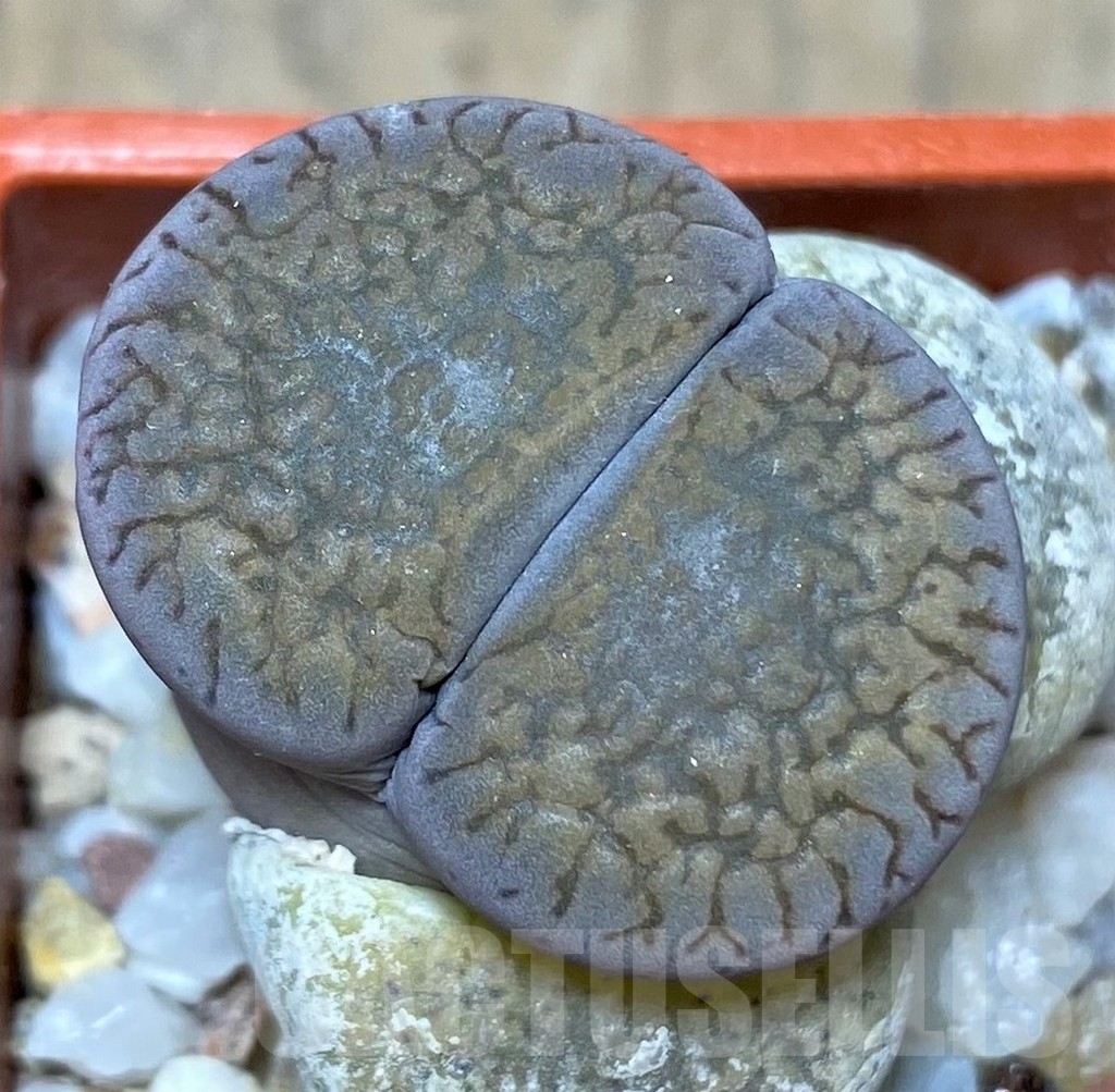 SHPR20635 Lithops aucampiae 'Rudesheim Mountain' SH 1637