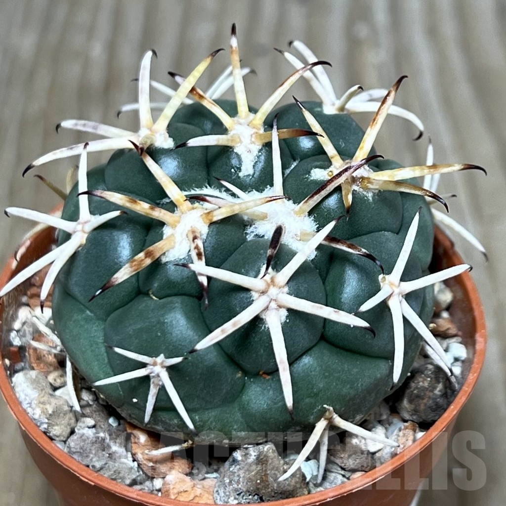 SHPR20682 Coryphantha poselgeriana, Escalon