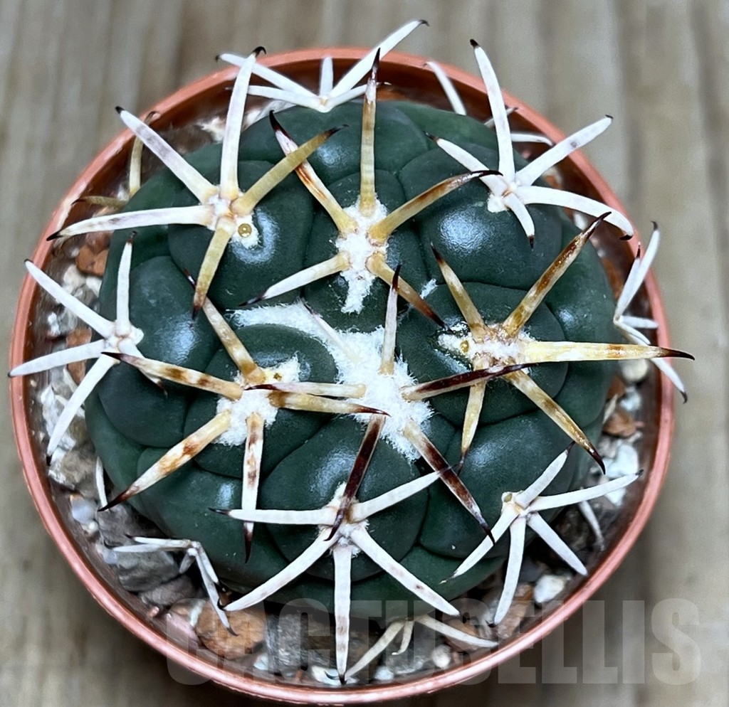 SHPR20682 Coryphantha poselgeriana, Escalon – Bild 2