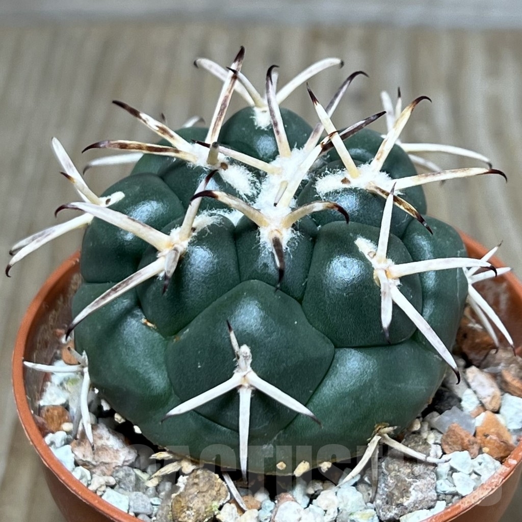 SHPR20684 Coryphantha poselgeriana, Escalon