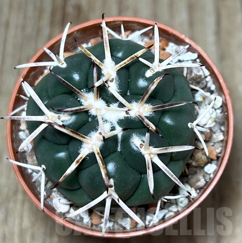 SHPR20684 Coryphantha poselgeriana, Escalon – Bild 2