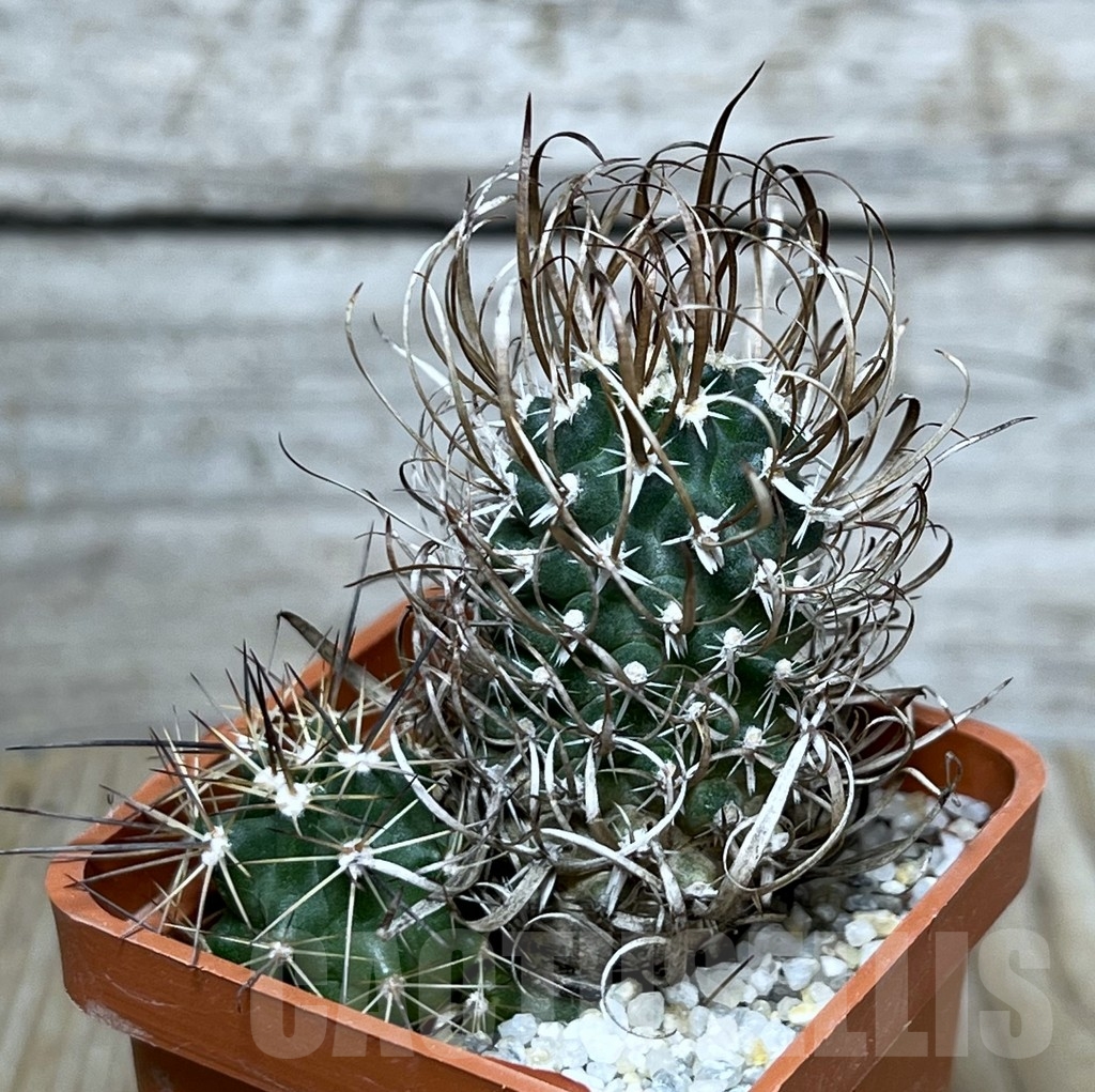 SHPR20685 Toumeya papyracantha FH087.2 clon 15, grafted – Bild 2