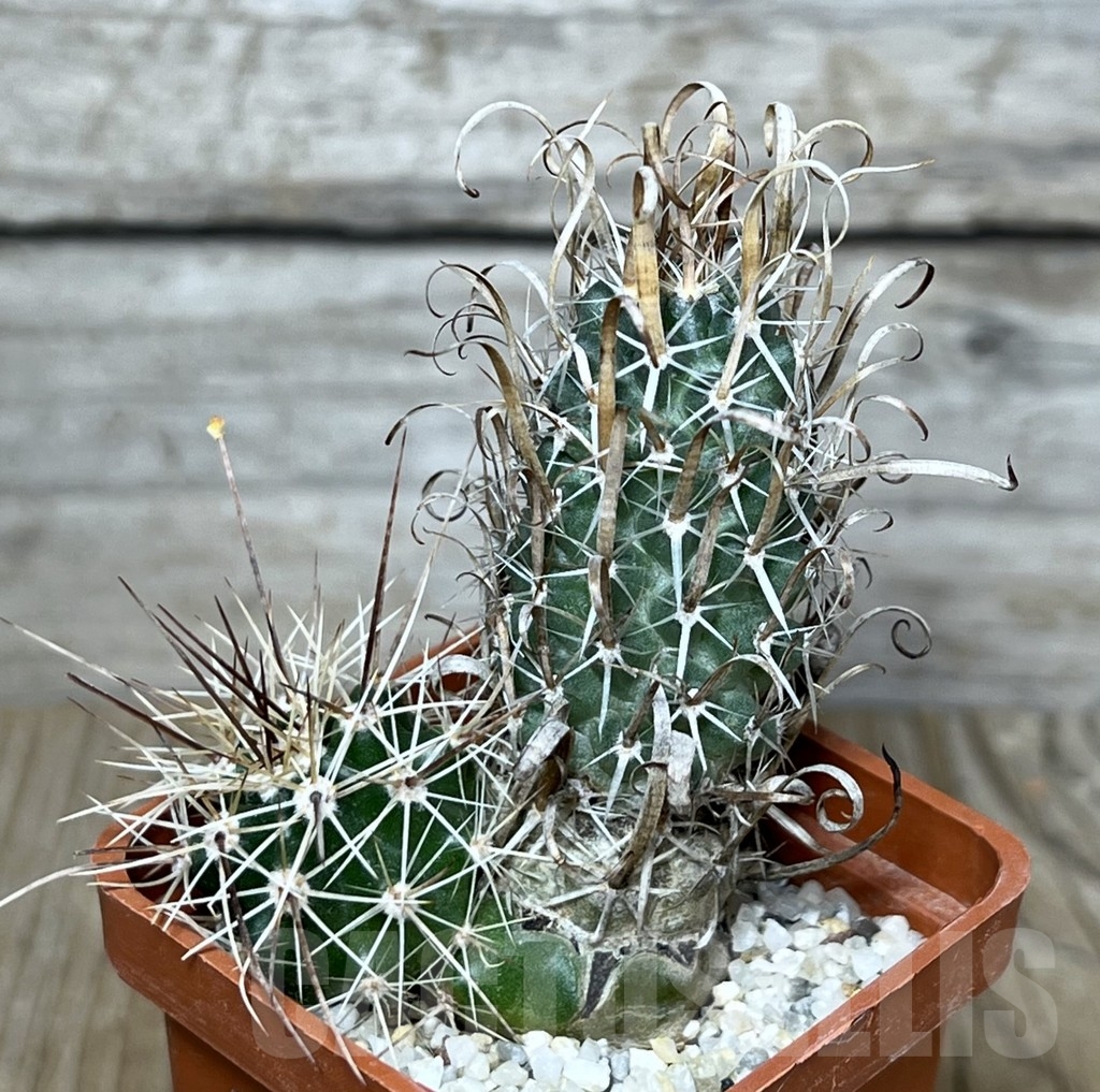 SHPR20686 Toumeya papyracantha FH0800 clon 12, grafted - Image 2