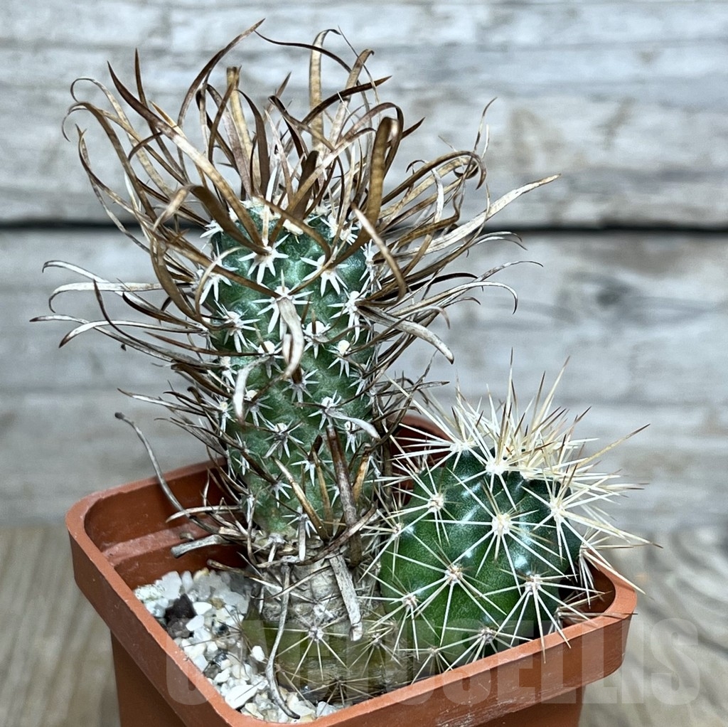 SHPR20687 Toumeya papyracantha FH083 clon 8, grafted - Image 2