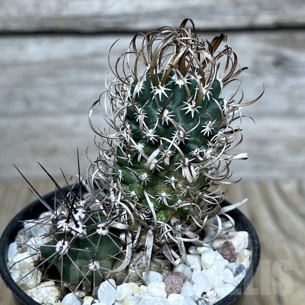 SHPR20688 Toumeya papyracantha FH087.2 clon 11, grafted - Image 2