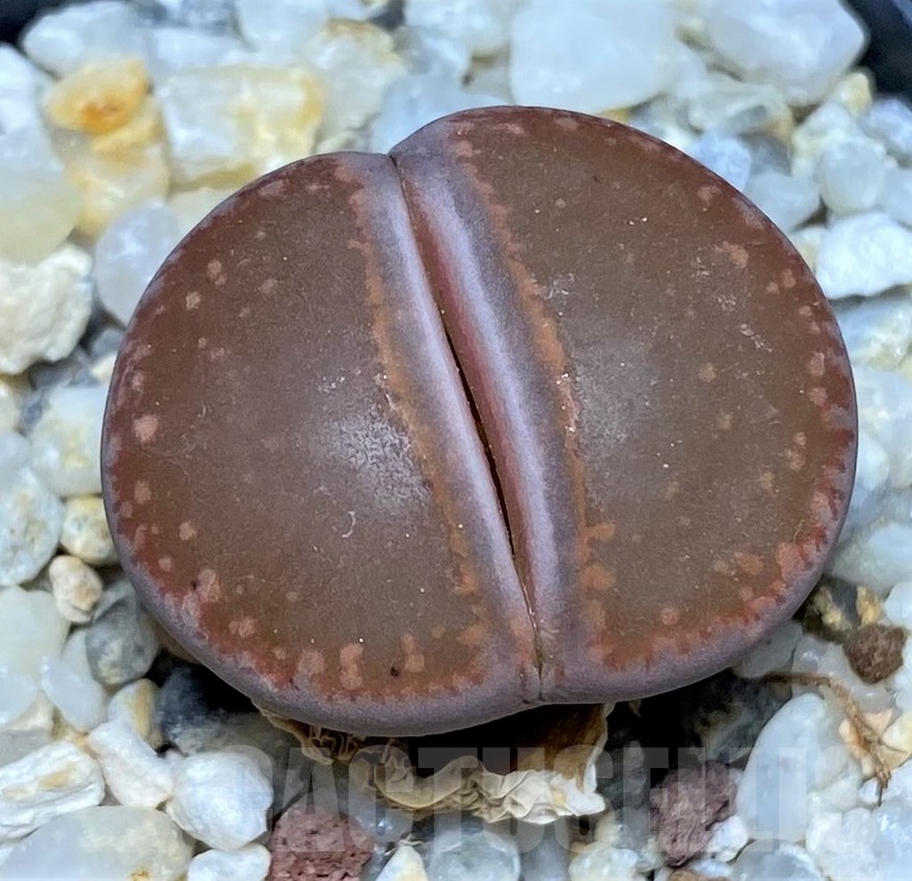 SHPR20650 Lithops aucampiae