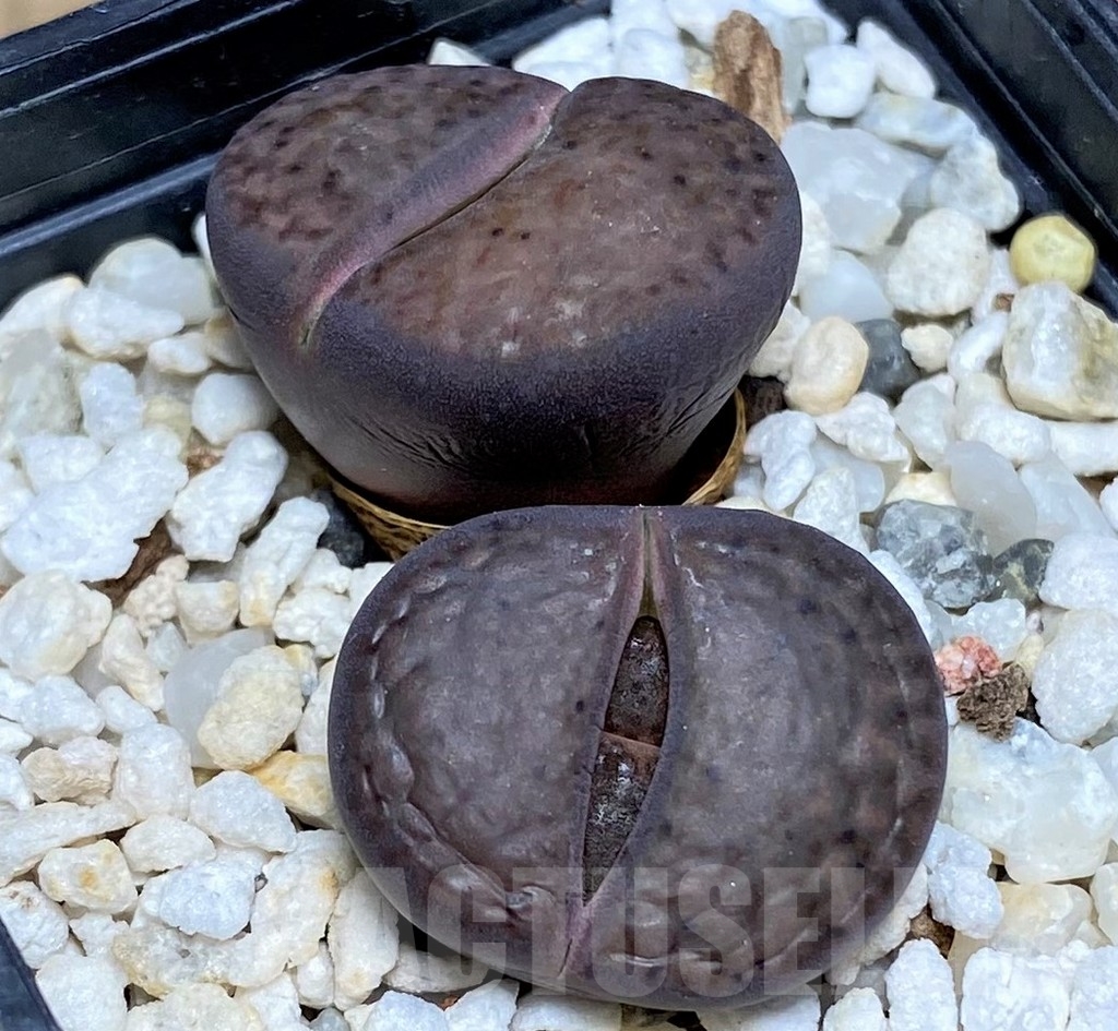 SHPR20652 Lithops bromfieldii 'Rubroroseus'