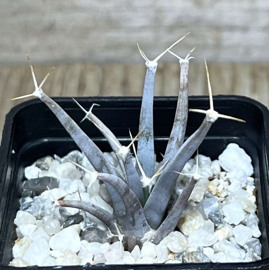 SHPR20689 Leuchtenbergia principis