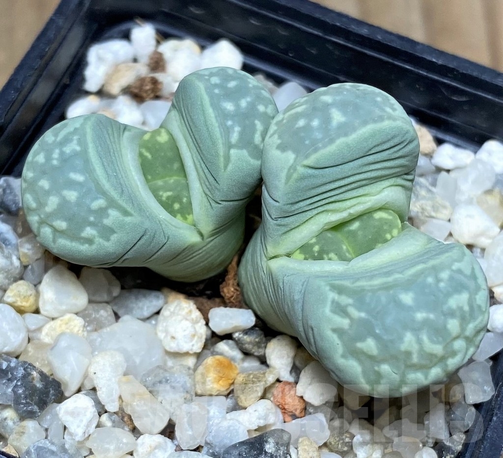 SHPR20654 Lithops marmorata 'Diutina'