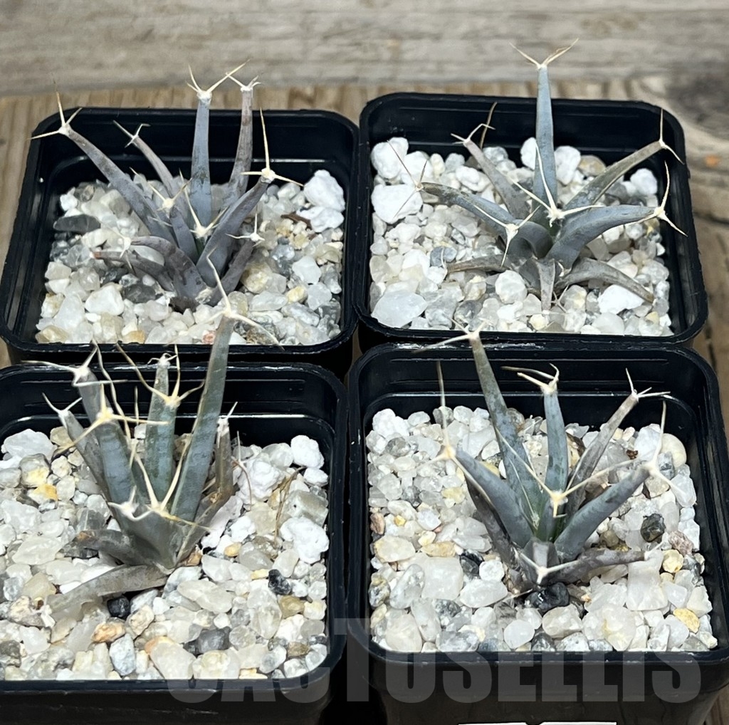 SHPR20689 Leuchtenbergia principis – Bild 2