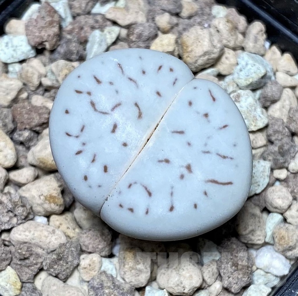 SHPR20656 Dinteranthus vanzylii