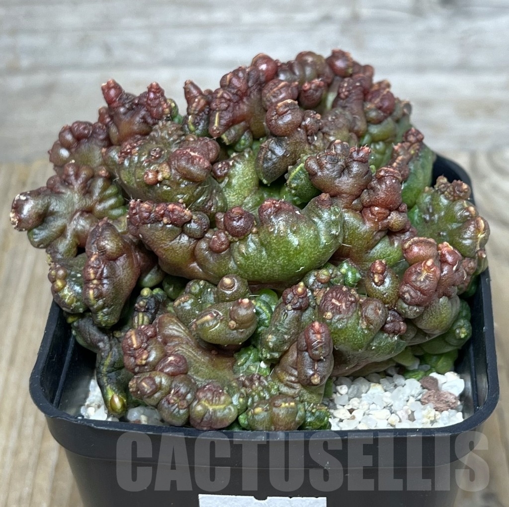 SHPR20690 Echinopsis ‘Chocolate’