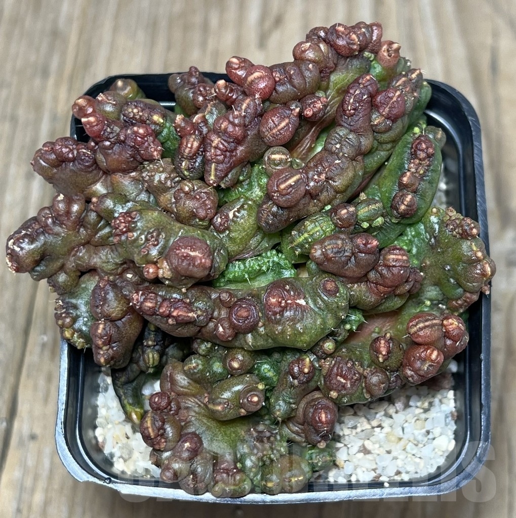 SHPR20690 Echinopsis ‘Chocolate’ - 画像 (2)