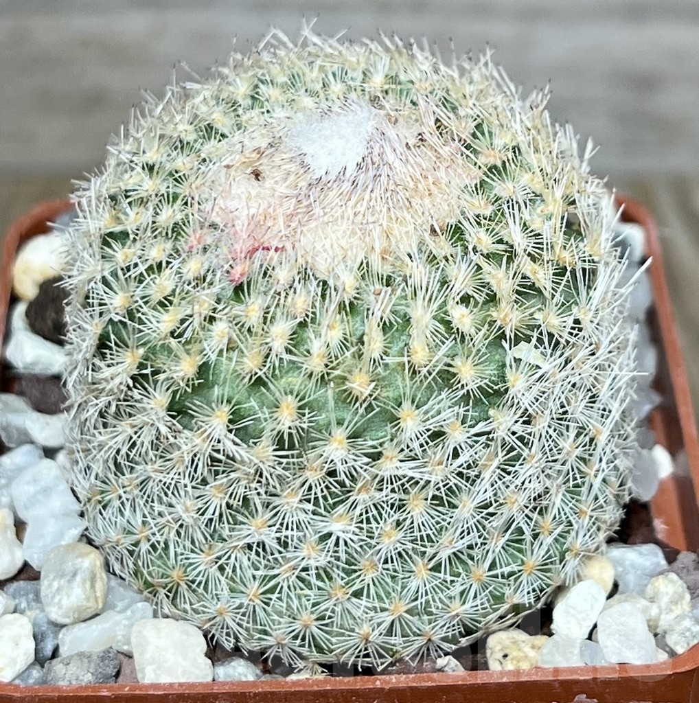 SHPR20691 Epithelantha micromeris SB 1327