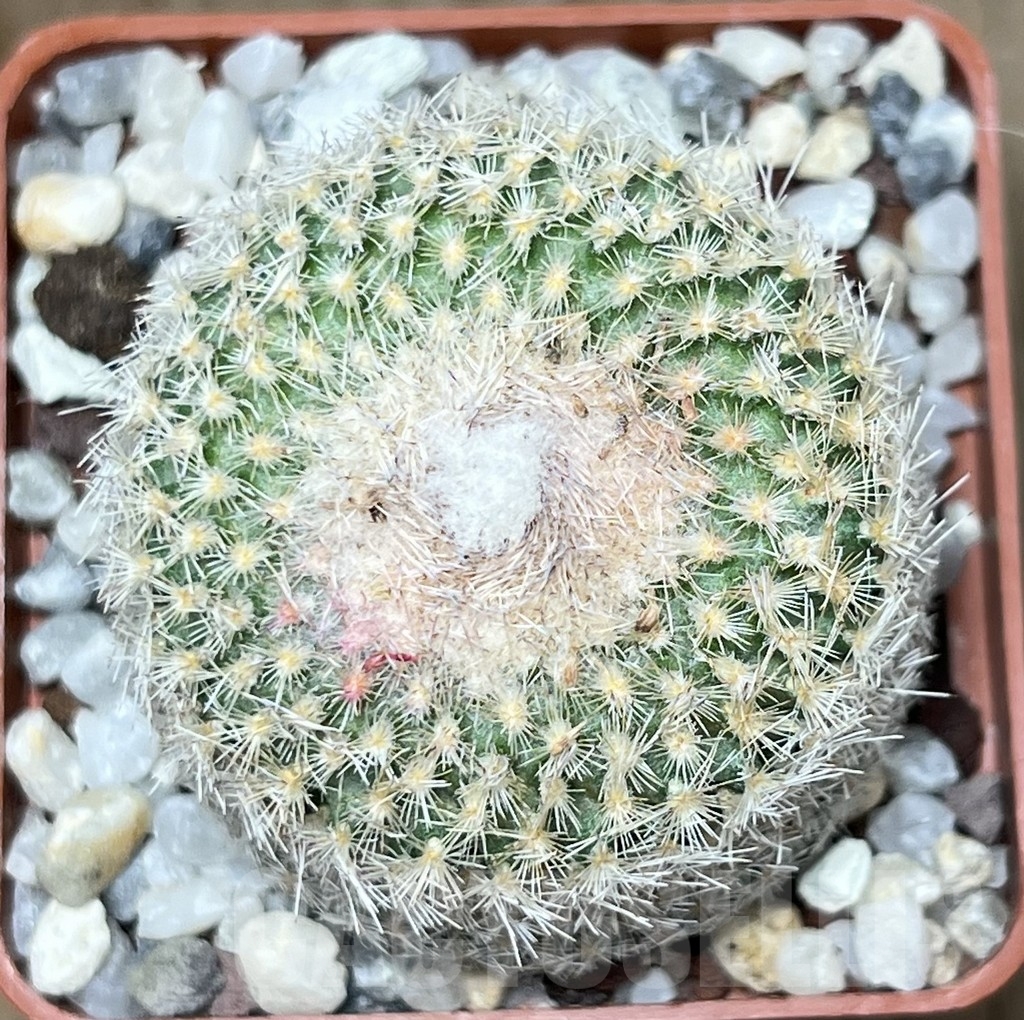 SHPR20691 Epithelantha micromeris SB 1327 - 画像 (2)