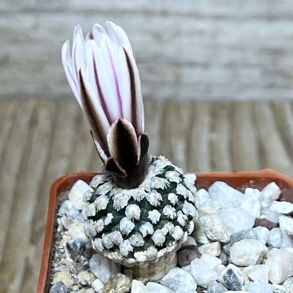 SHPR20692 Pelecyphora valdeziana v. albiflora