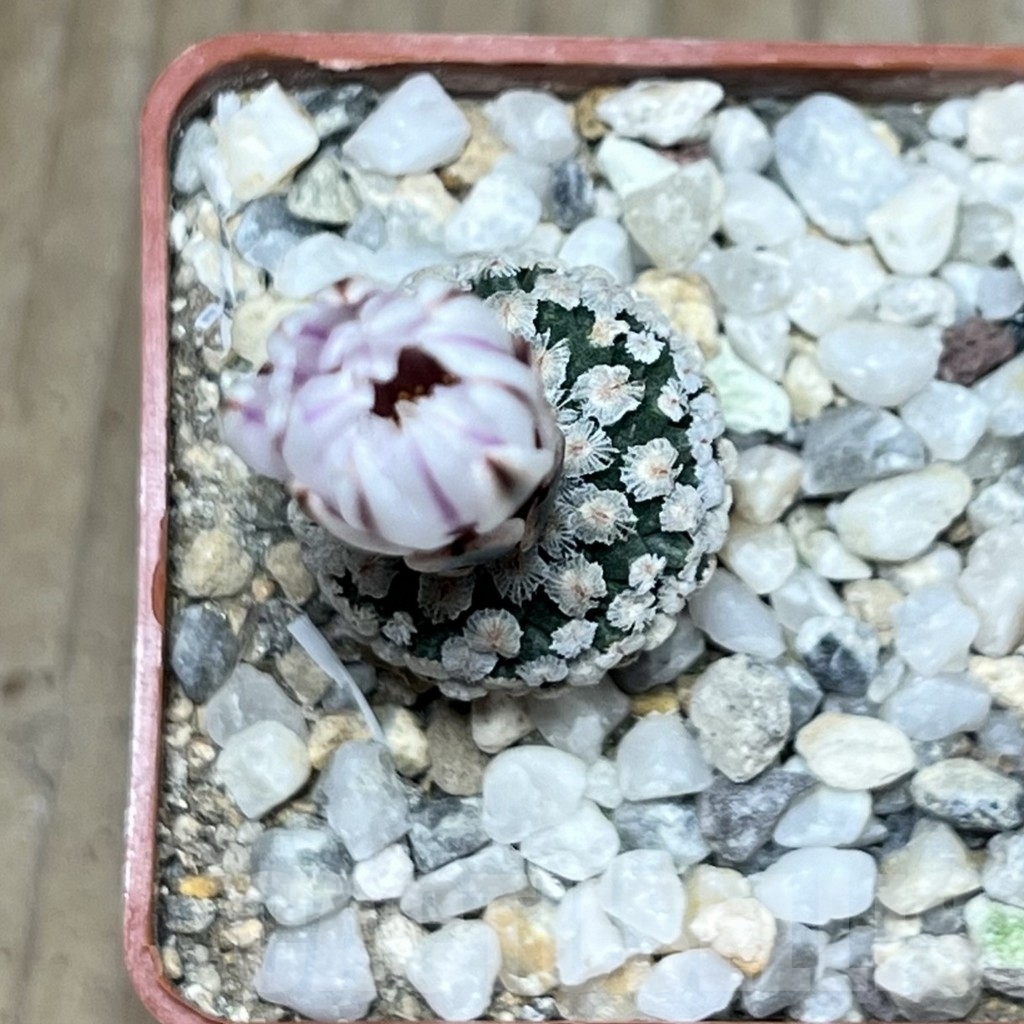 SHPR20692 Pelecyphora valdeziana v. albiflora - 画像 (2)