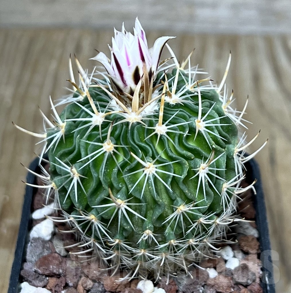 SHPR20693 Echinofossulocactus multicostatus P 288, Arteaga, Coahuila, Mexicó