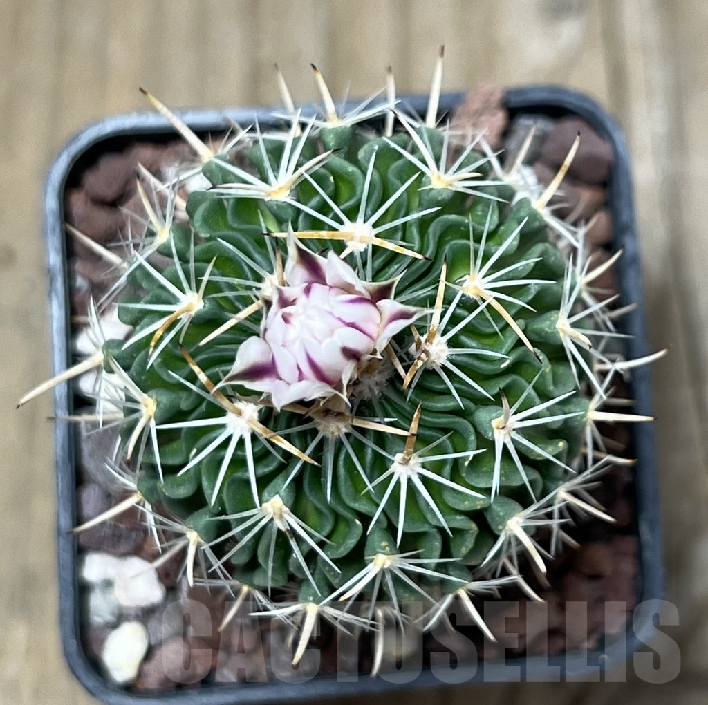 SHPR20693 Echinofossulocactus multicostatus P 288, Arteaga, Coahuila, Mexicó - 画像 (2)