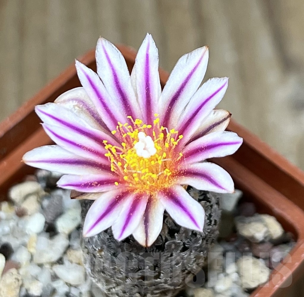 SHPR20694 Turbinicarpus valdezianus, Saltillo, Coahuila, Mexico