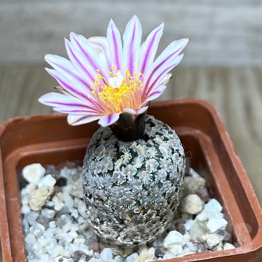 SHPR20694 Turbinicarpus valdezianus, Saltillo, Coahuila, Mexico - 画像 (2)