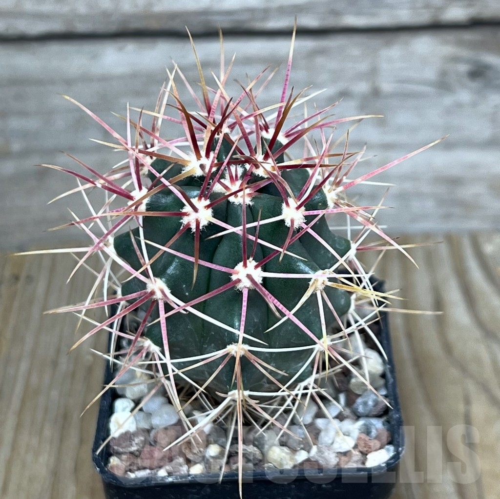 SHPR20695 Ferocactus gracilis -Punta Prieta, Baja California, Mexico-