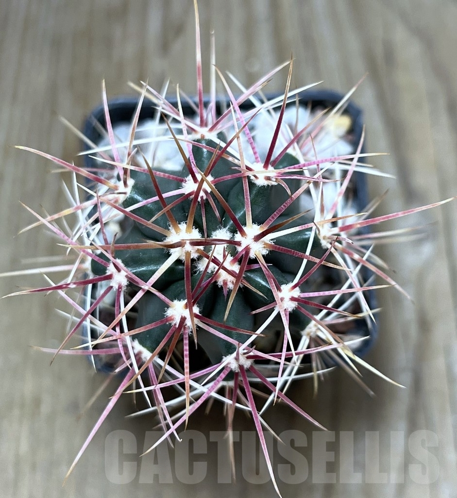 SHPR20695 Ferocactus gracilis -Punta Prieta, Baja California, Mexico- – Image 2