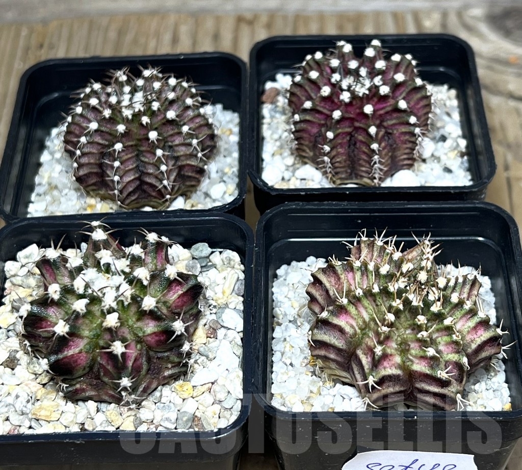 SET 48 Gymnocalycium mihanovichii ‘T-rex’ hybrid, 4 plants
