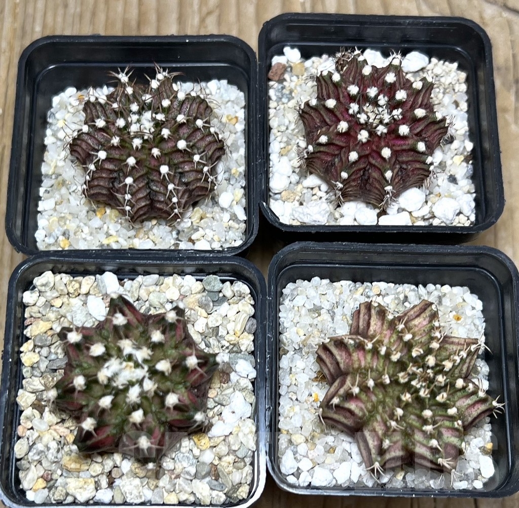 SET 48 Gymnocalycium mihanovichii ‘T-rex’ hybrid, 4 plants – Bild 2