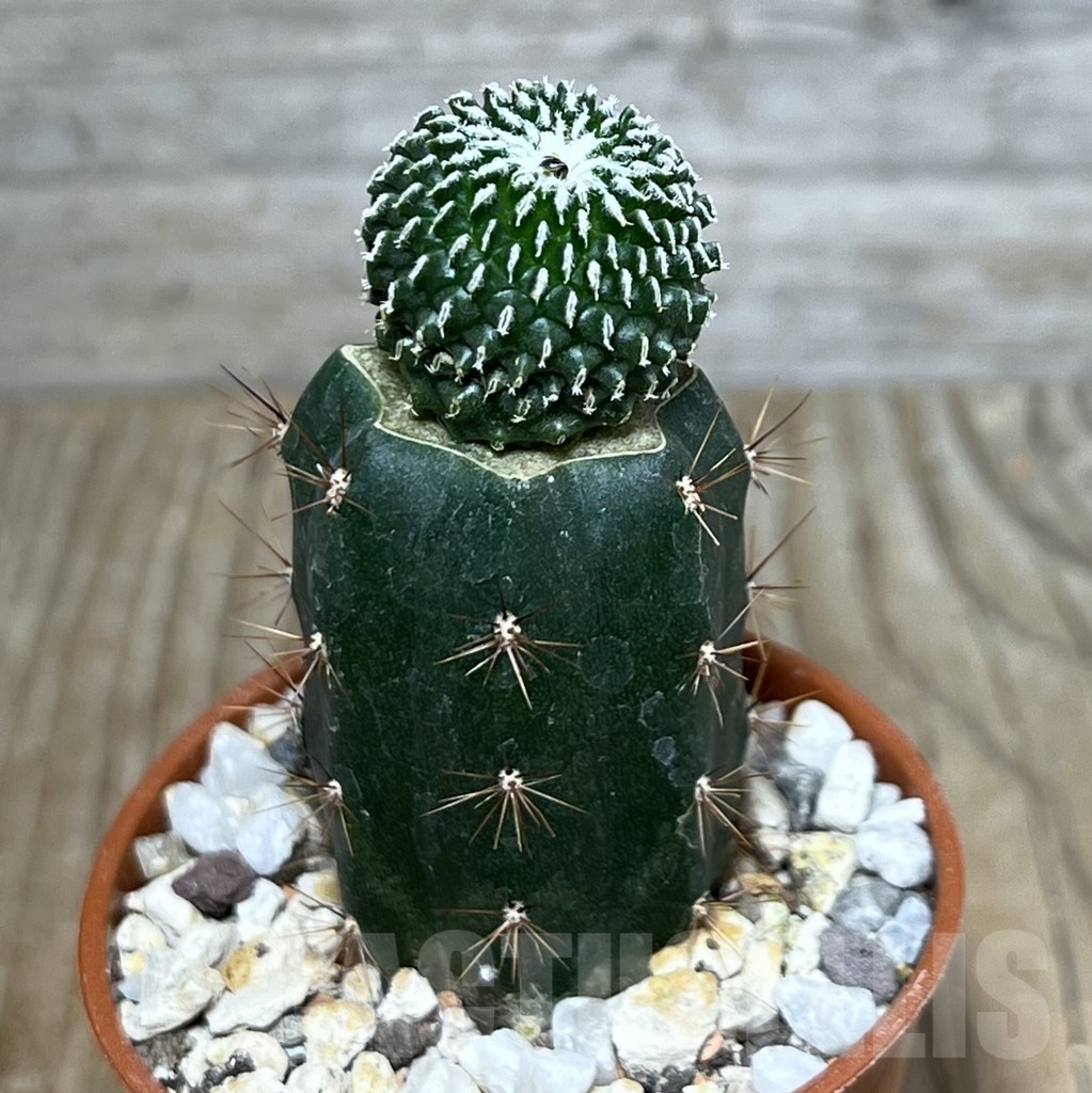 SHPR14017 Pelecyphora pseudopectinata 'inermis' , grafted - Image 2