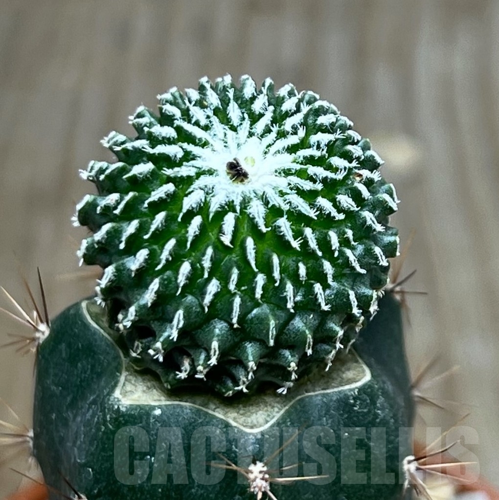 SHPR14017 Pelecyphora pseudopectinata 'inermis' , grafted