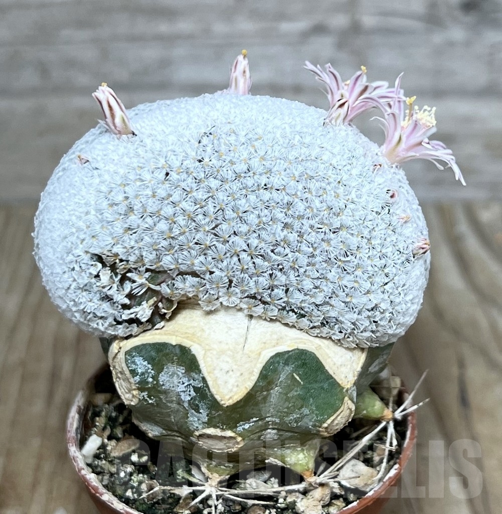 SHPR14033 Mammillaria breviplumosa f. cristata, grafted - Image 2