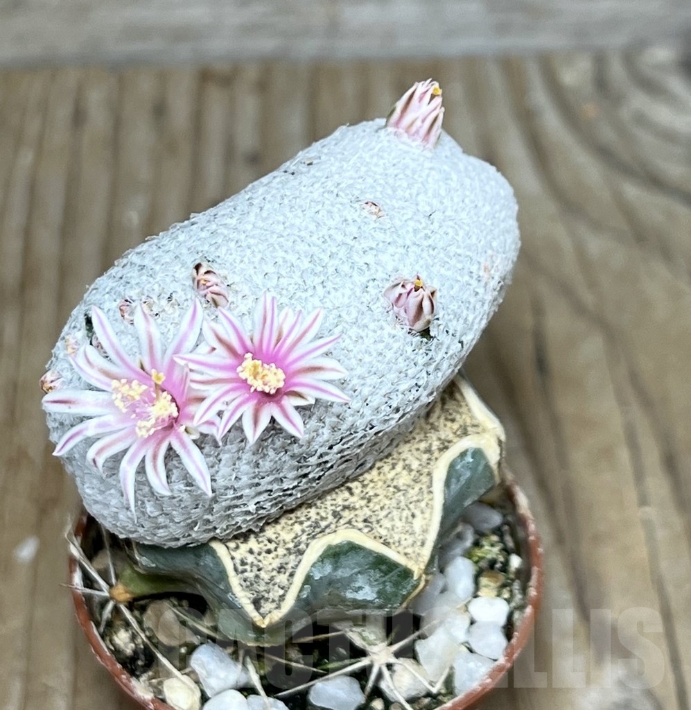 SHPR14033 Mammillaria breviplumosa f. cristata, grafted - Image 3