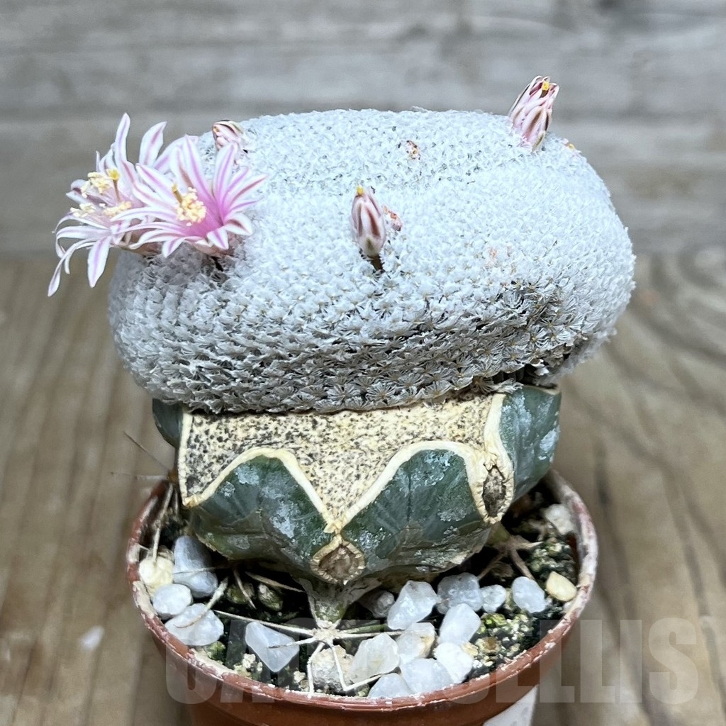 SHPR14033 Mammillaria breviplumosa f. cristata, grafted