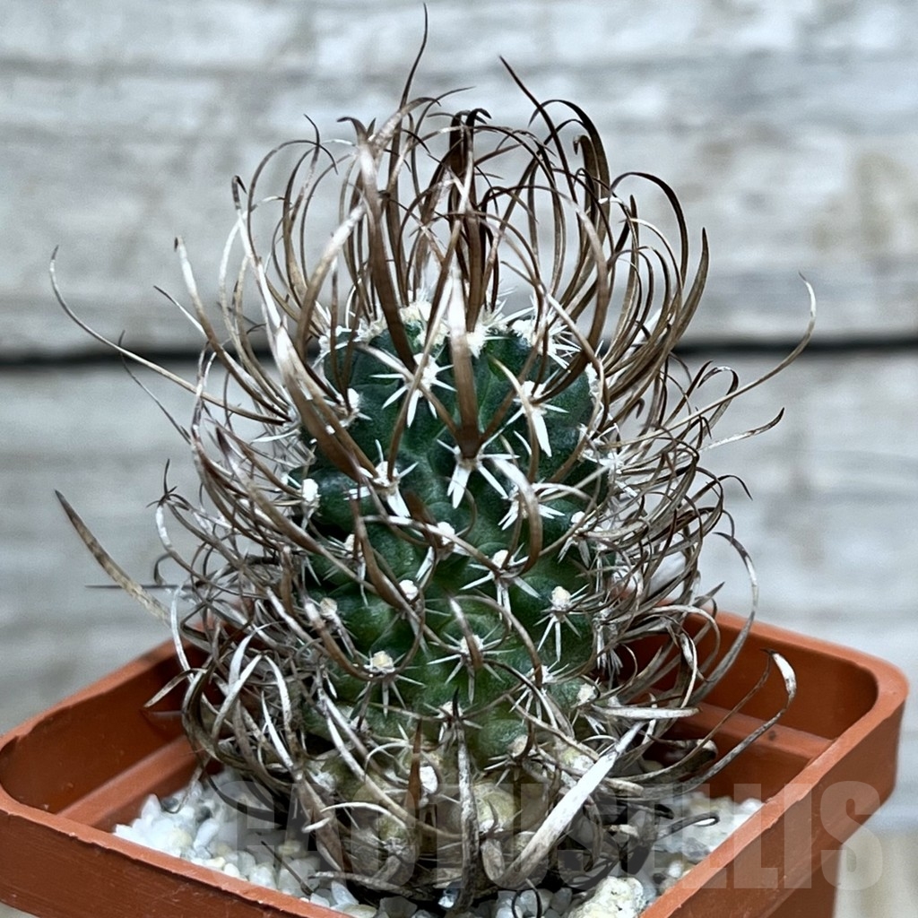 SHPR20685 Toumeya papyracantha FH087.2 clon 15, grafted