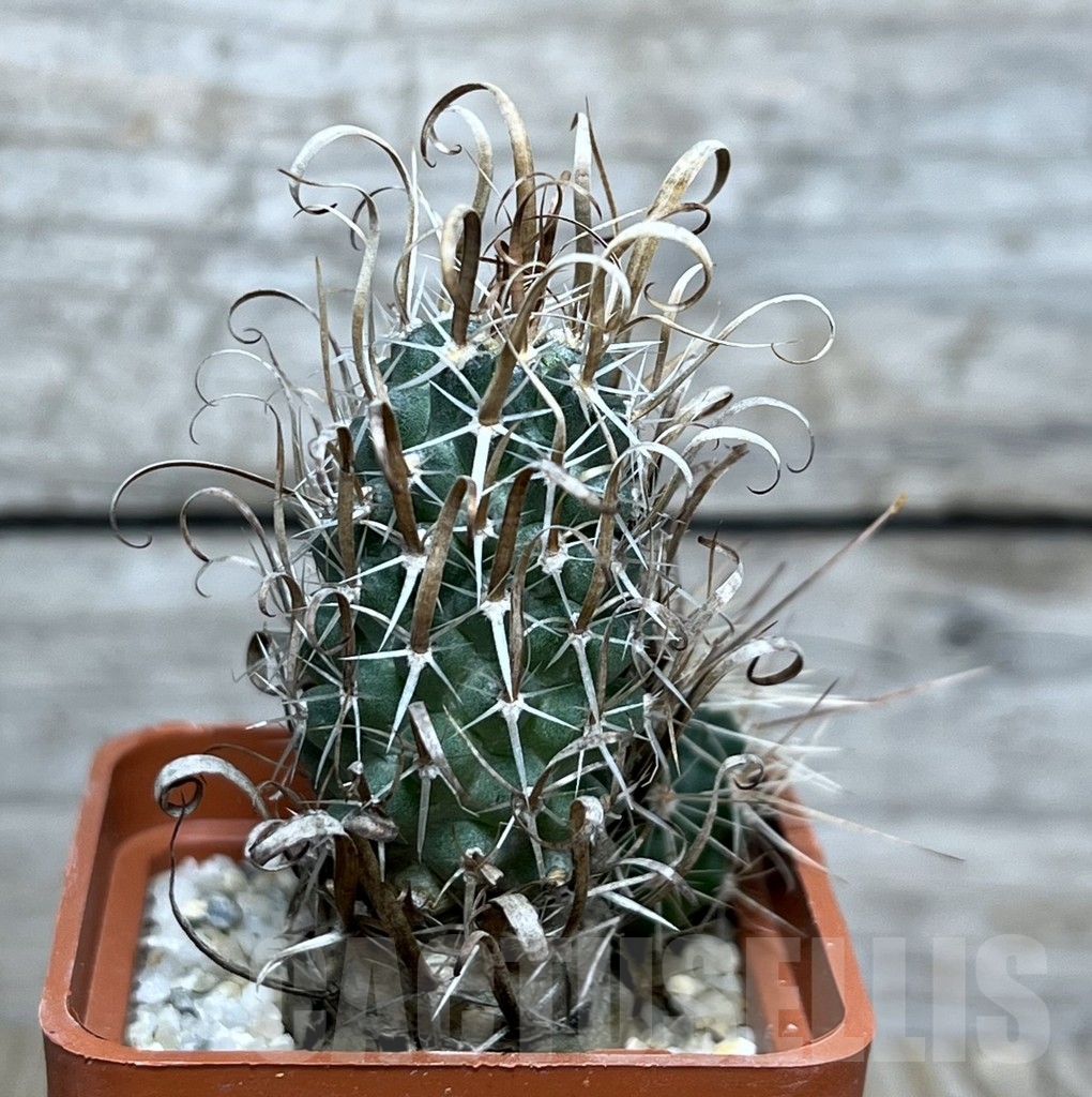 SHPR20686 Toumeya papyracantha FH0800 clon 12, grafted