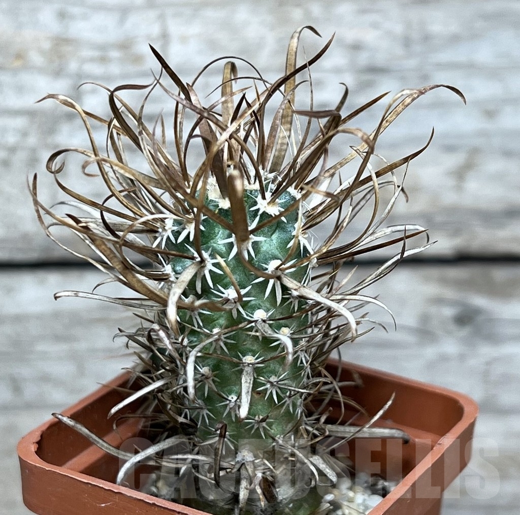 SHPR20687 Toumeya papyracantha FH083 clon 8, grafted