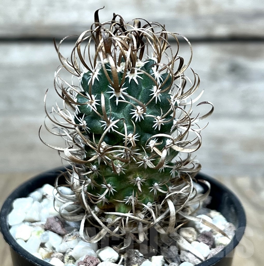 SHPR20688 Toumeya papyracantha FH087.2 clon 11, grafted