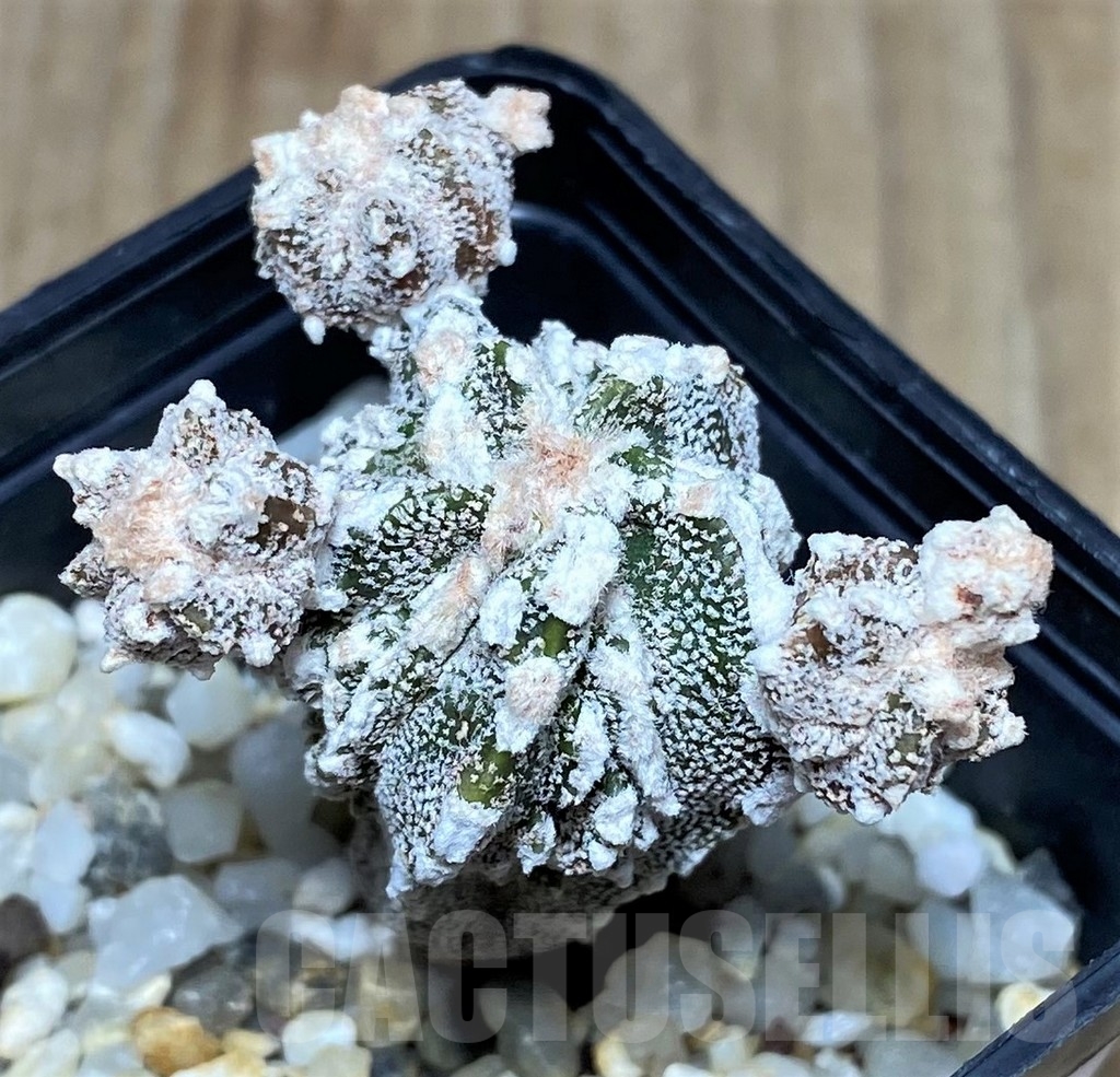 SHPR20813 Astrophytum myriostigma 'Fukuryu'